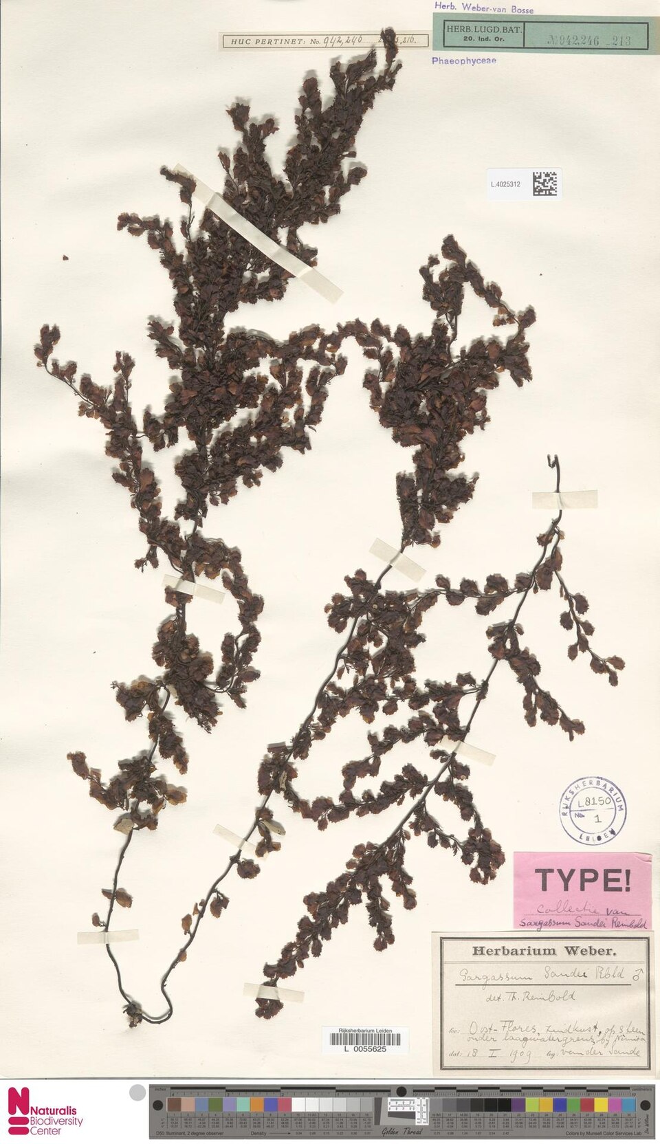 Sargassum sandei