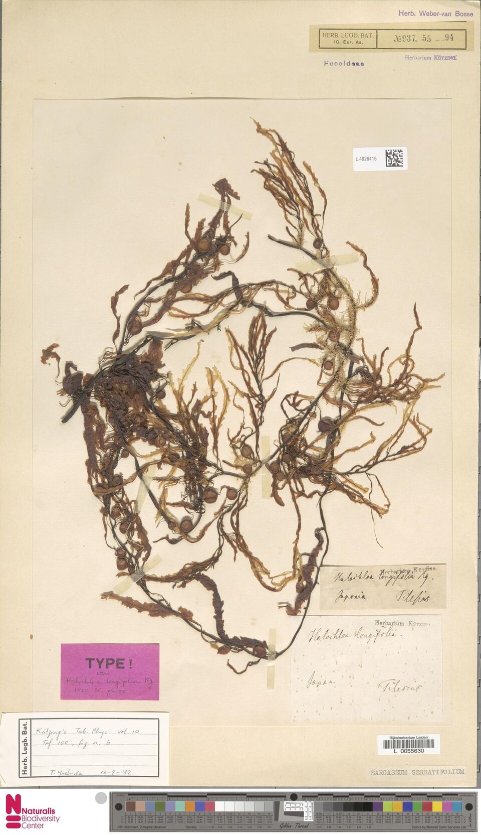 Sargassum serratifolium — photo
