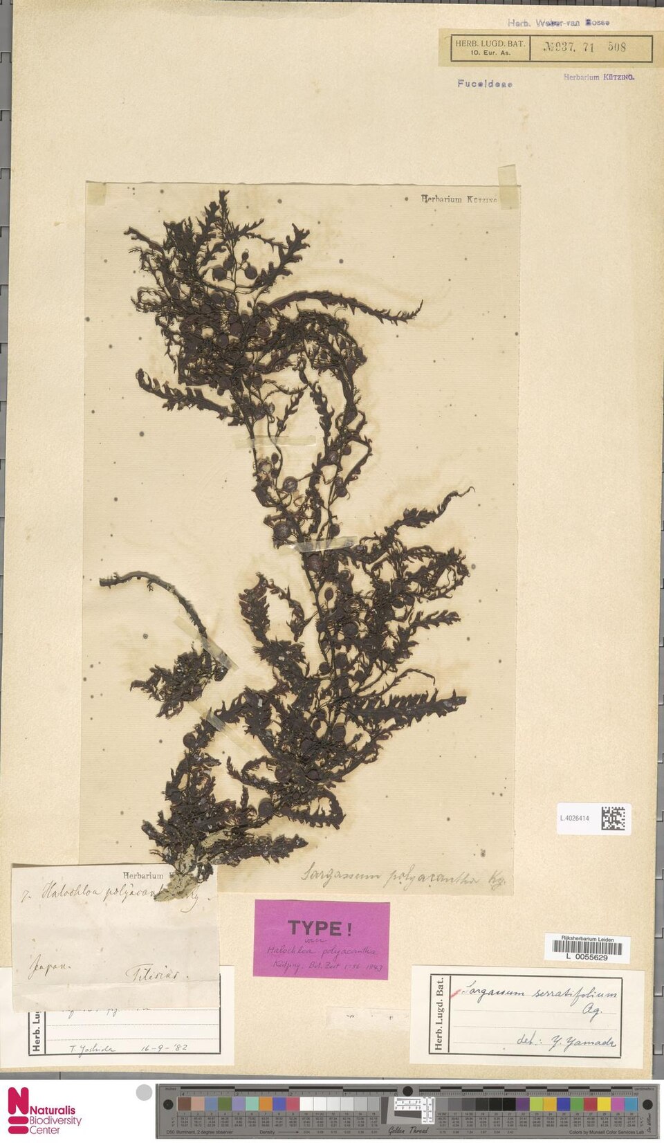 Sargassum serratifolium
