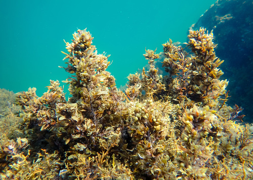 Sargassum vulgare (Gulf weed) — photo