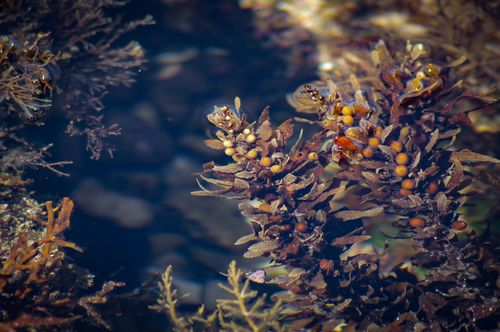 Sargassum vulgare (Gulf weed) — photo