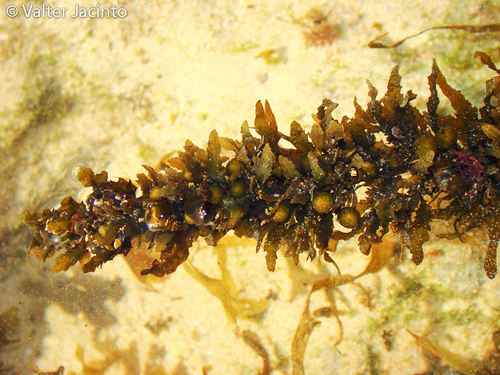 Sargassum vulgare