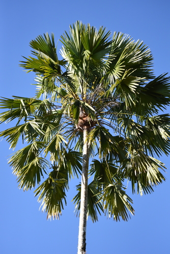 Saribus rotundifolius
