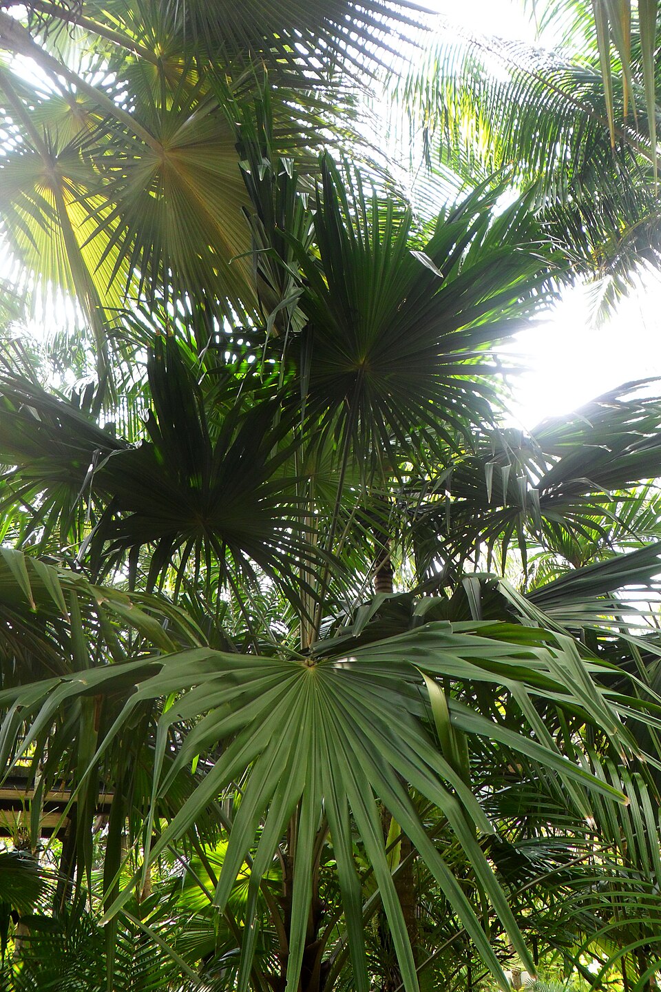 Saribus tothur — photo