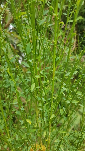 Sarothamnus scoparius