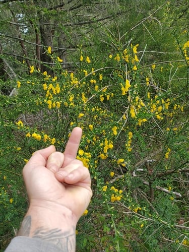 Sarothamnus scoparius (Broom) — photo