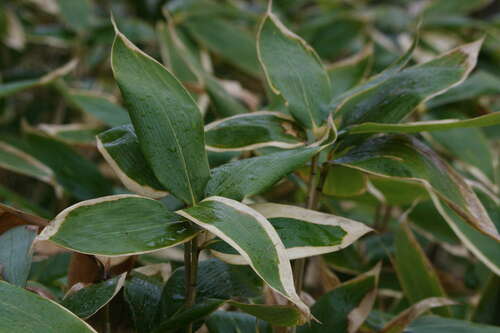 Sasa kurilensis (Chishima zasa) — photo