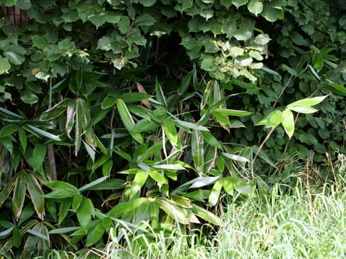 Sasa palmata (Broad-leaved bamboo) — photo