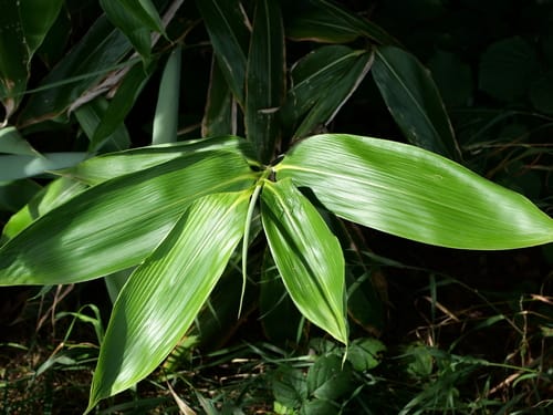 Sasa palmata (Broad-leaved bamboo) — photo