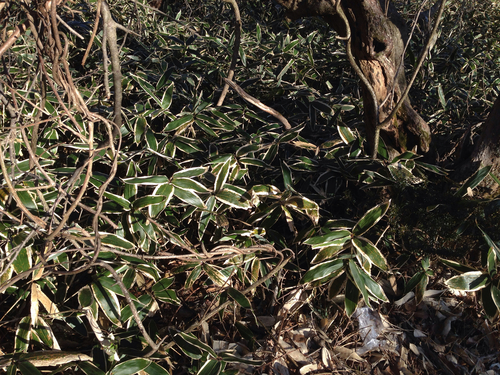 Sasa palmata