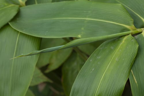 Sasa senanensis (Nemagari take) — photo