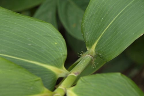 Sasa senanensis (Nemagari take) — photo