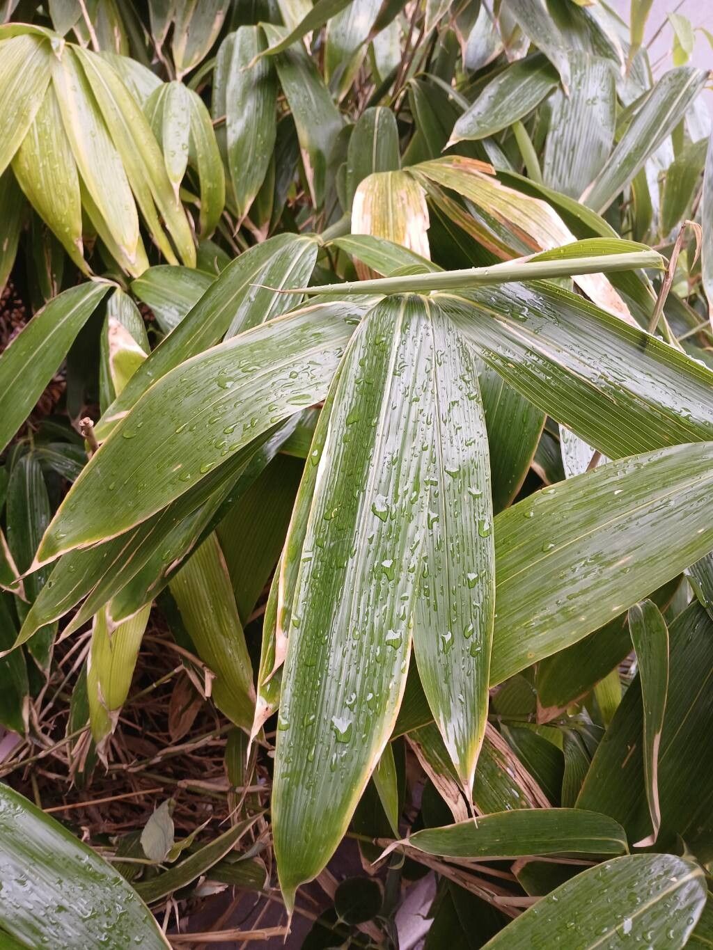 Sasa spp. (Bamboo shoots) — photo