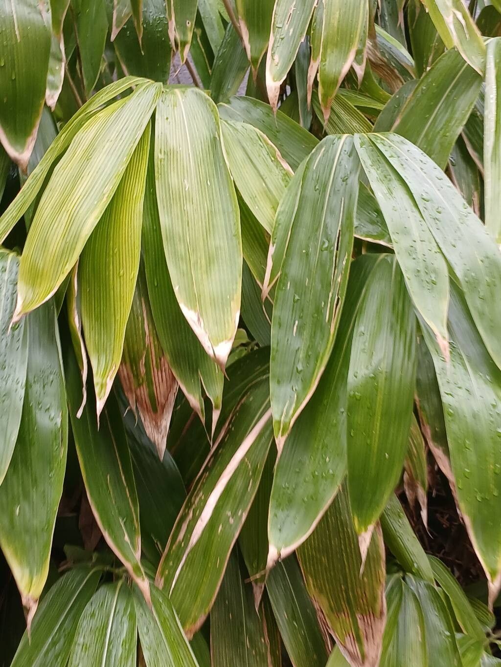 Sasa spp. (Bamboo shoots) — photo