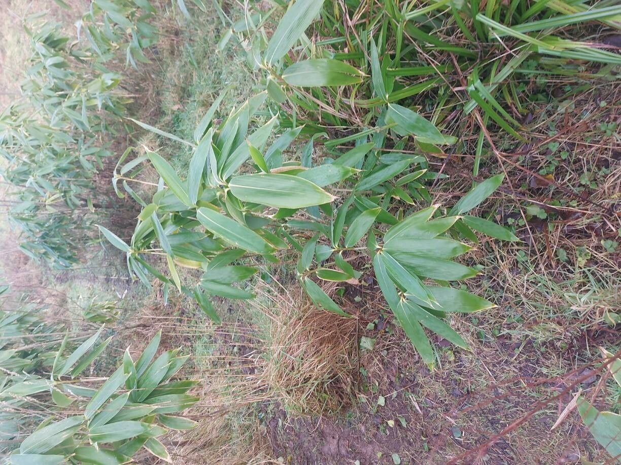 Sasa spp.