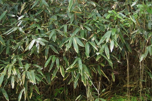 Sasamorpha borealis