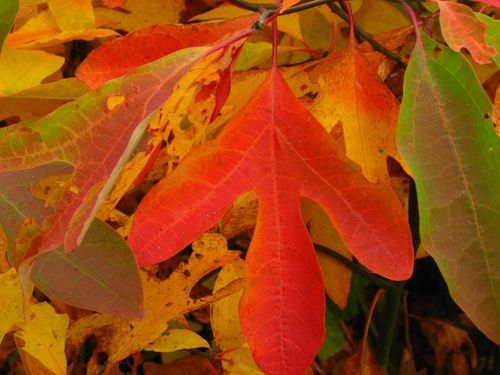 Sassafras albidum (American sassafras) — photo