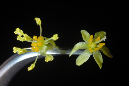 Sassafras albidum (American sassafras) — photo