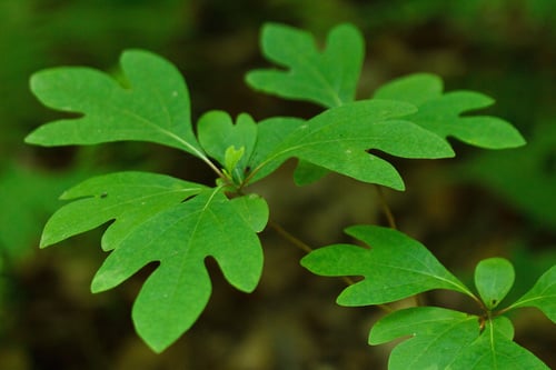 Sassafras albidum