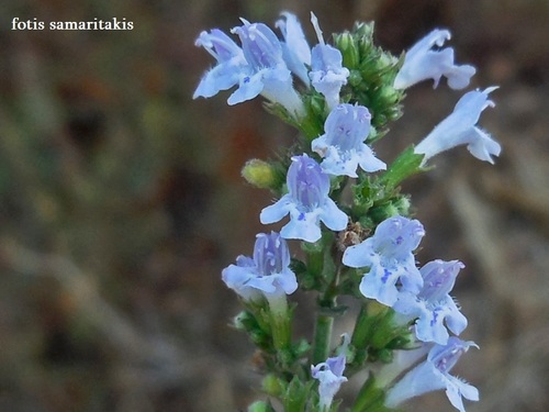 Satureja calamintha subsp. ascendens (Polio) — photo