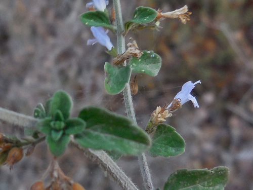 Satureja calamintha subsp. ascendens (Polio) — photo