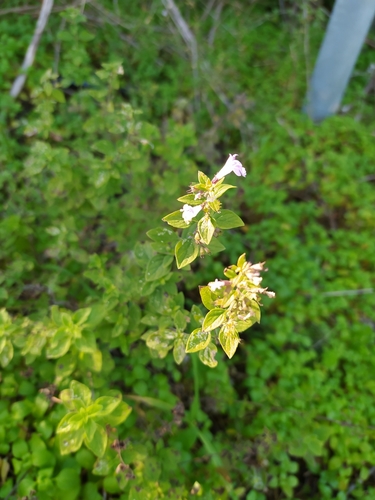 Satureja calamintha subsp. ascendens