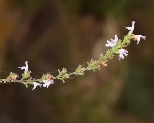 Satureja cuneifolia (Kekik) — photo