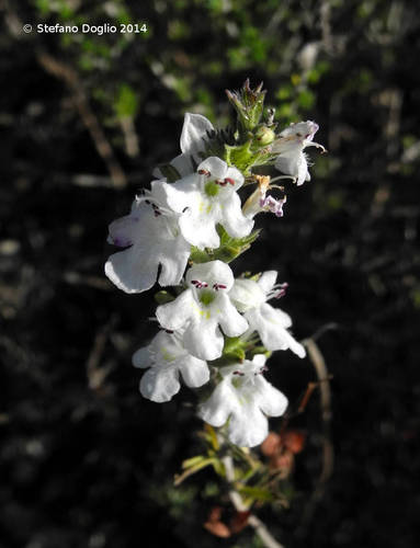 Satureja cuneifolia