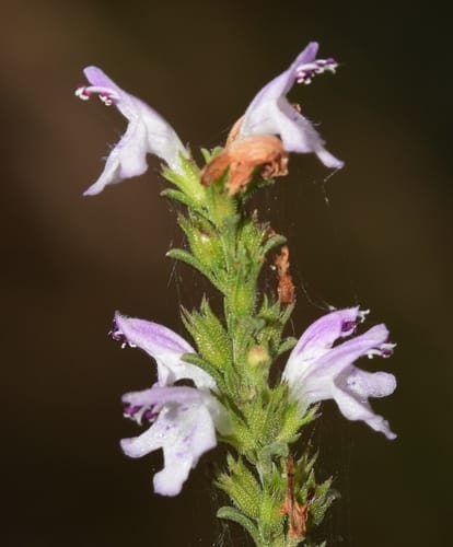 Satureja cuneifolia (Kekik) — photo