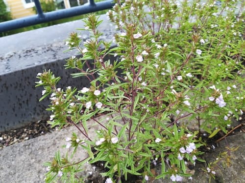 Satureja hortensis (Summer Savoury) — photo