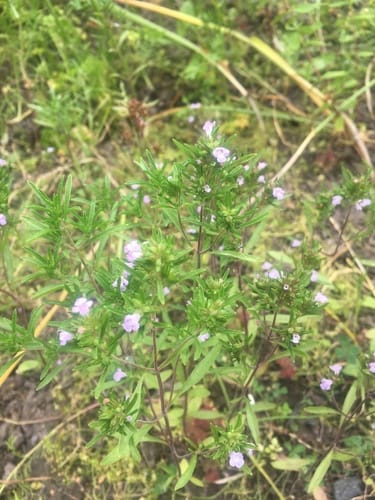 Satureja hortensis (Summer Savoury) — photo