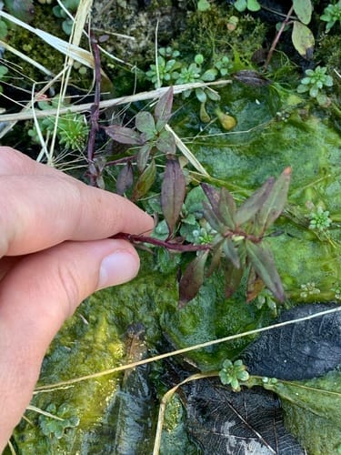 Satureja laxiflora — photo