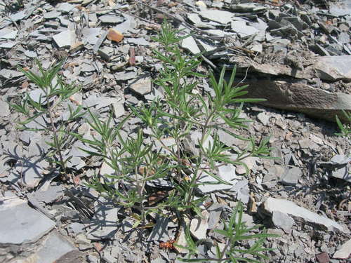 Satureja laxiflora