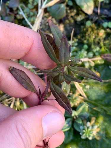 Satureja laxiflora — photo