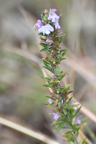 Satureja montana (Winter savoury) — photo
