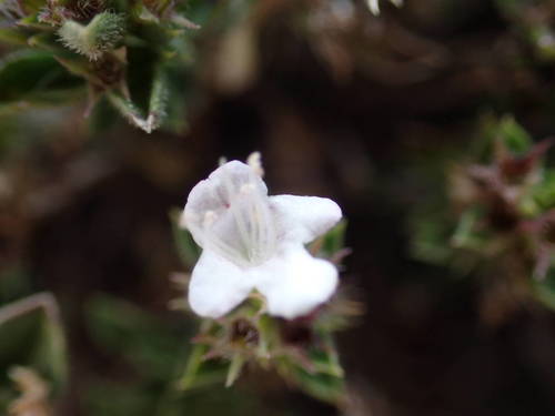 Satureja parnassica — photo