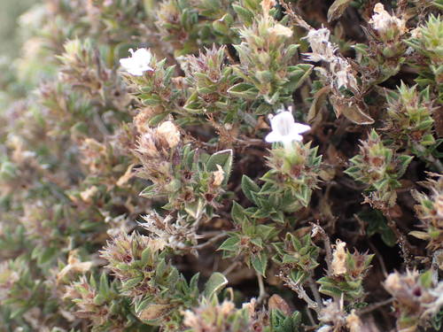 Satureja parnassica — photo