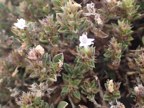 Satureja parnassica