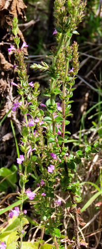 Satureja punctata