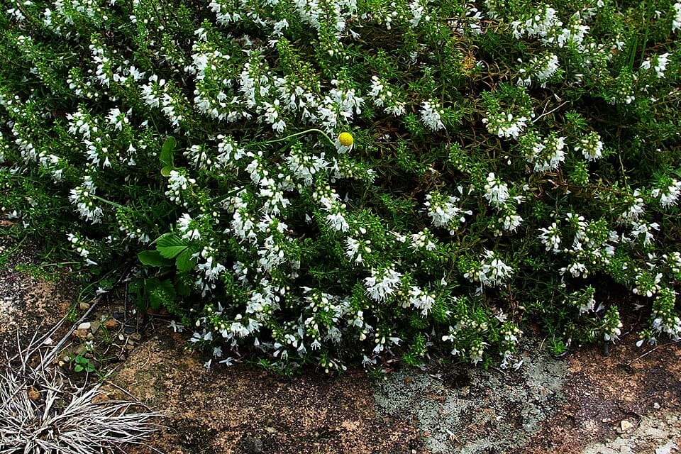 Satureja spicigera — photo