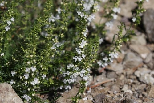 Satureja spicigera — photo