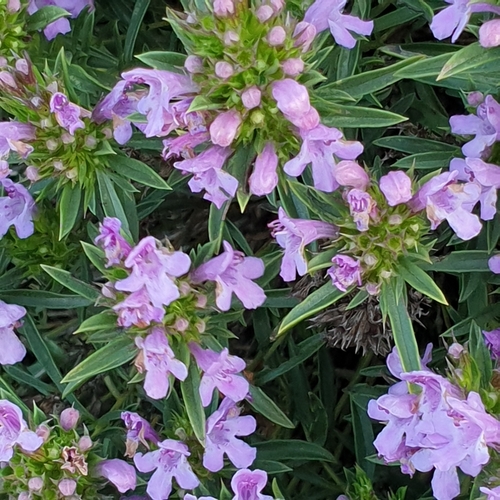 Satureja subspicata (Vrikesak crveni) — photo