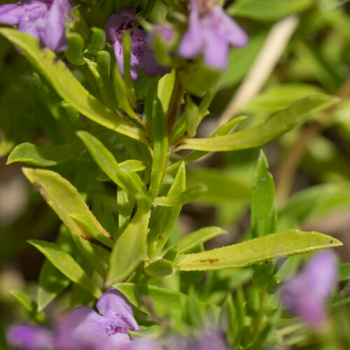 Satureja subspicata (Vrikesak crveni) — photo