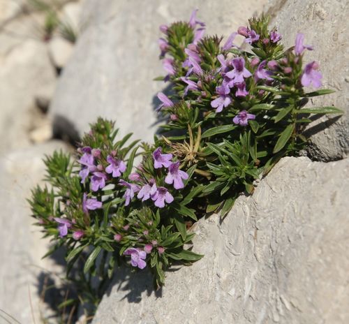 Satureja subspicata
