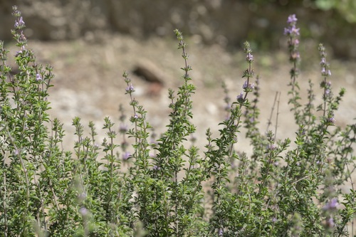 Satureja thymbra (Thyme-leaved savory) — photo