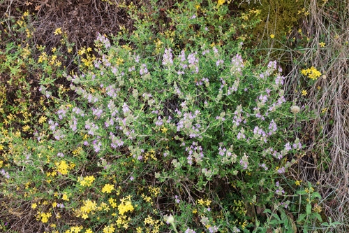 Satureja thymbra (Thyme-leaved savory) — photo