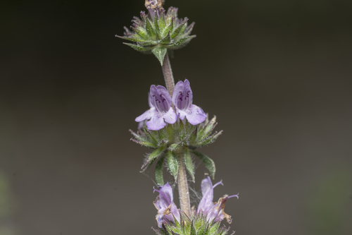 Satureja thymbra