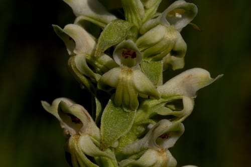 Satyrium amblyosaccos — photo