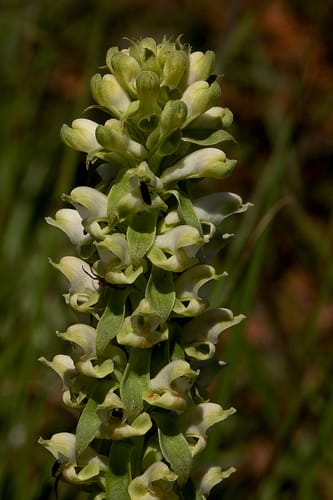 Satyrium amblyosaccos — photo