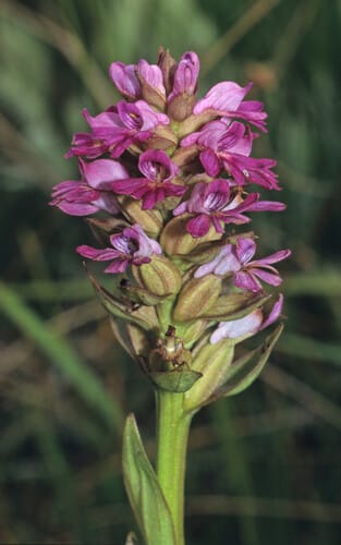 Satyrium breve — photo